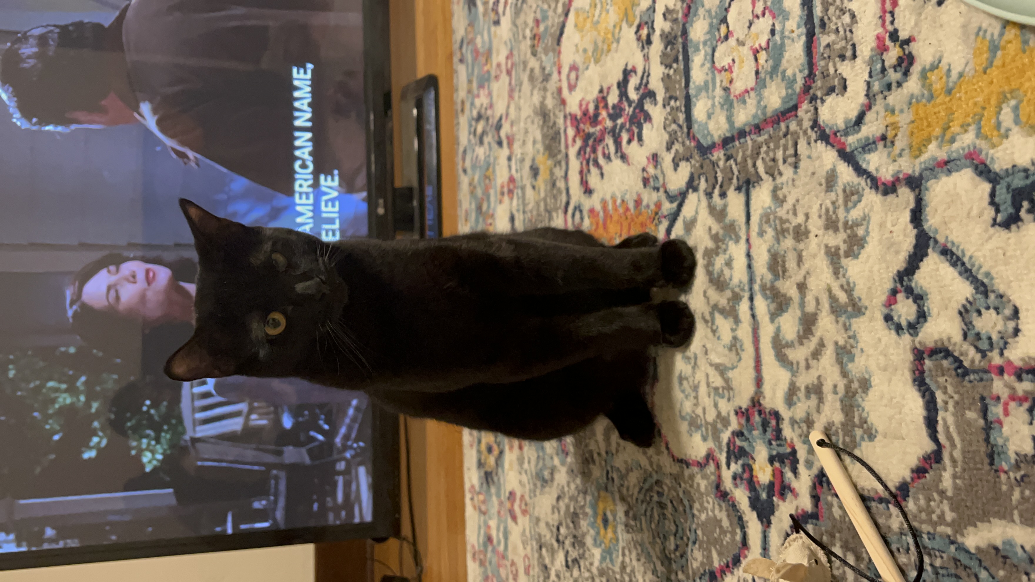 Black_Cat.jpg